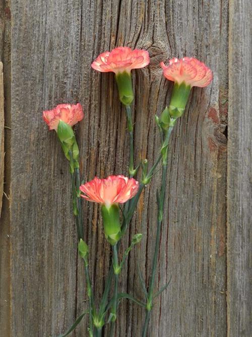 ORANGE MINI-CARNATIONS